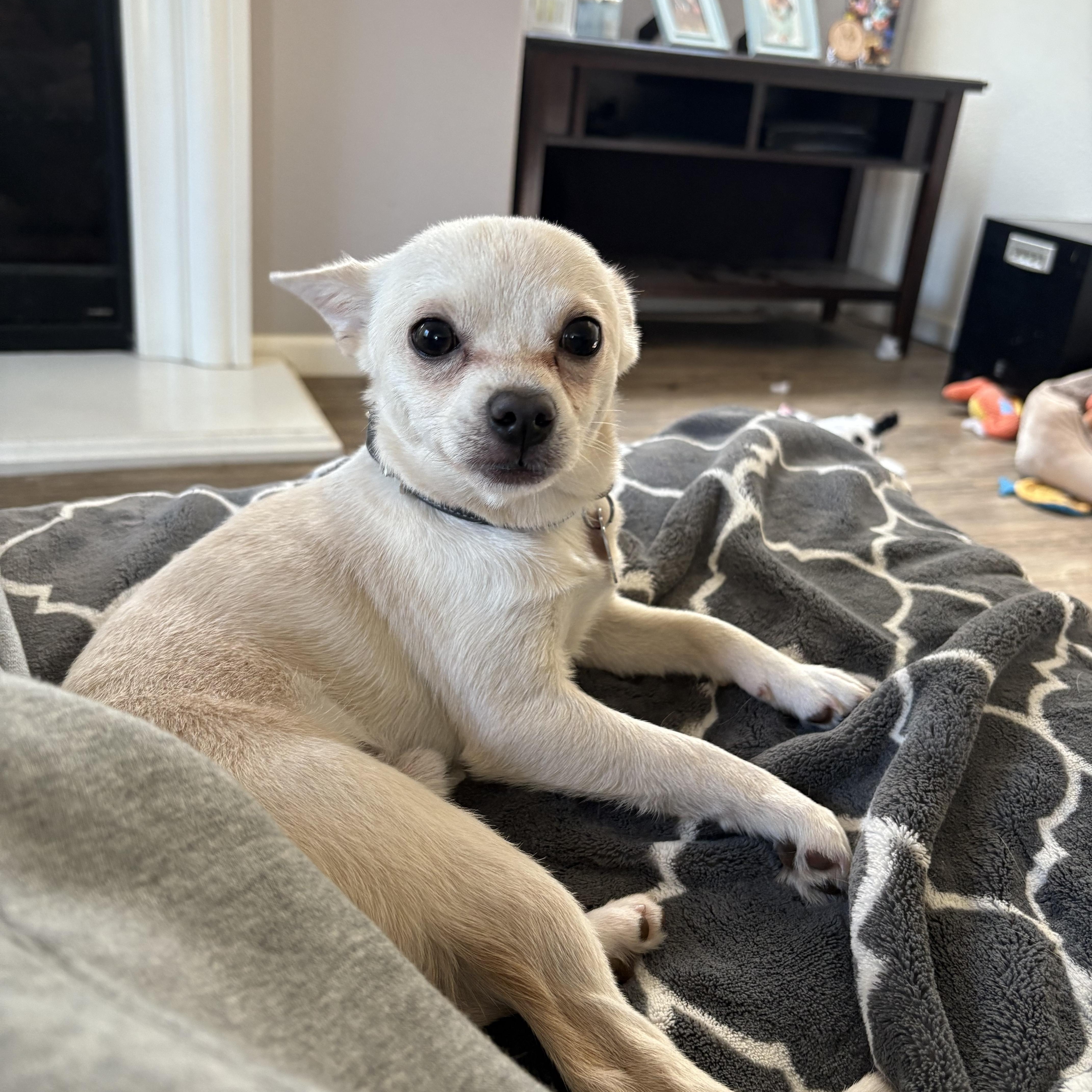 Queso, a Adopted mixed breed in Oakley, CA image 4/6