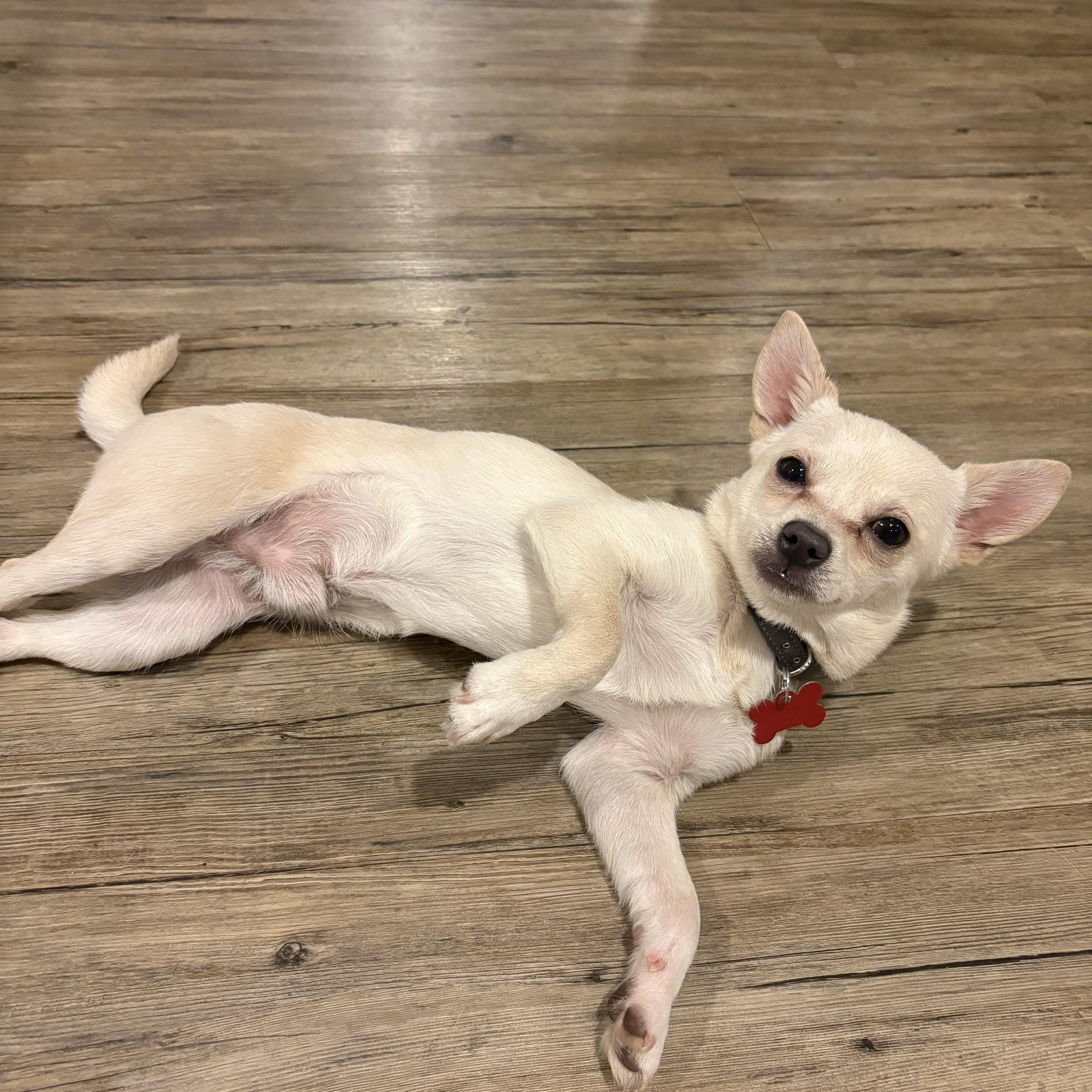 Queso, a Adopted mixed breed in Oakley, CA image 6/6