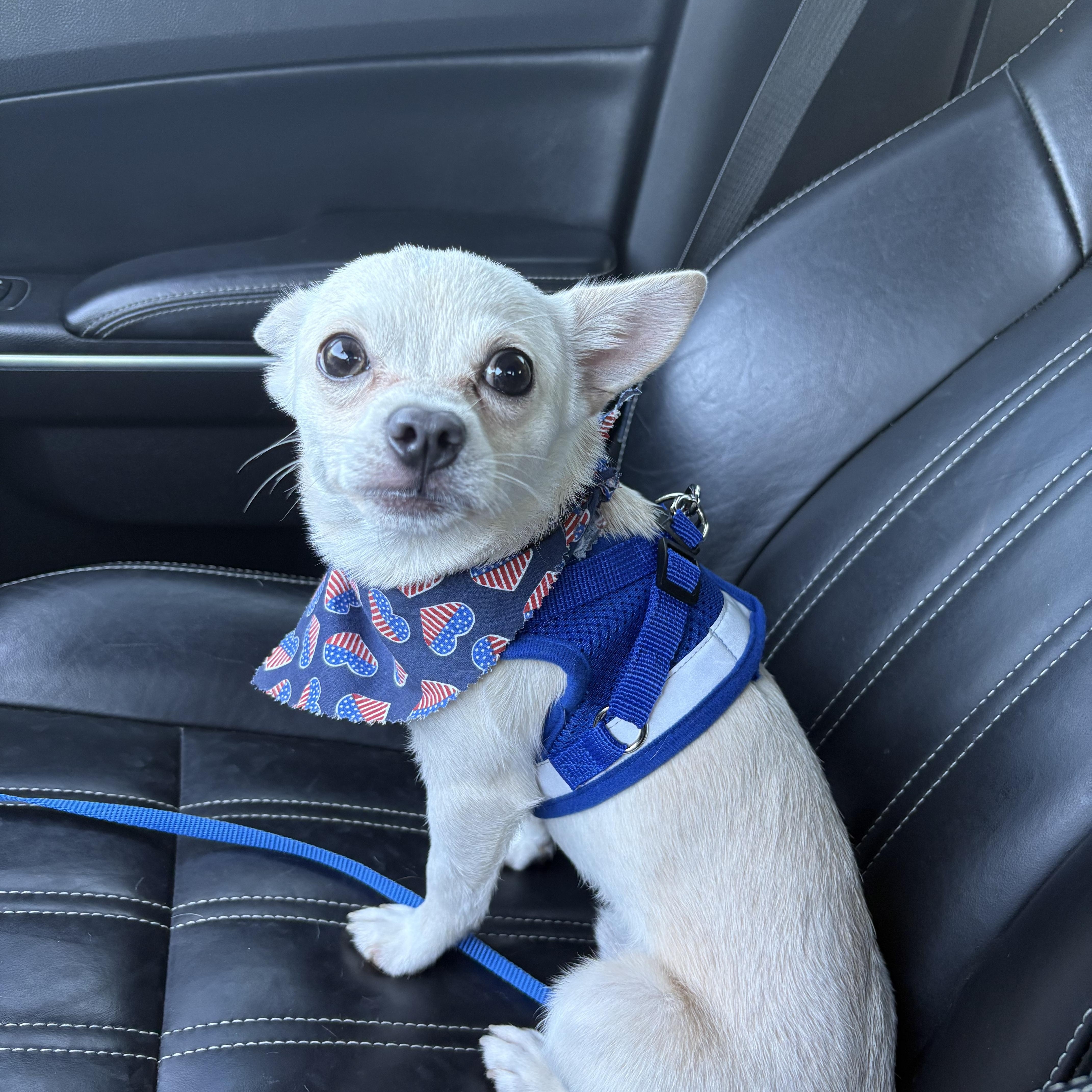 Queso, a Adopted mixed breed in Oakley, CA image 3/6