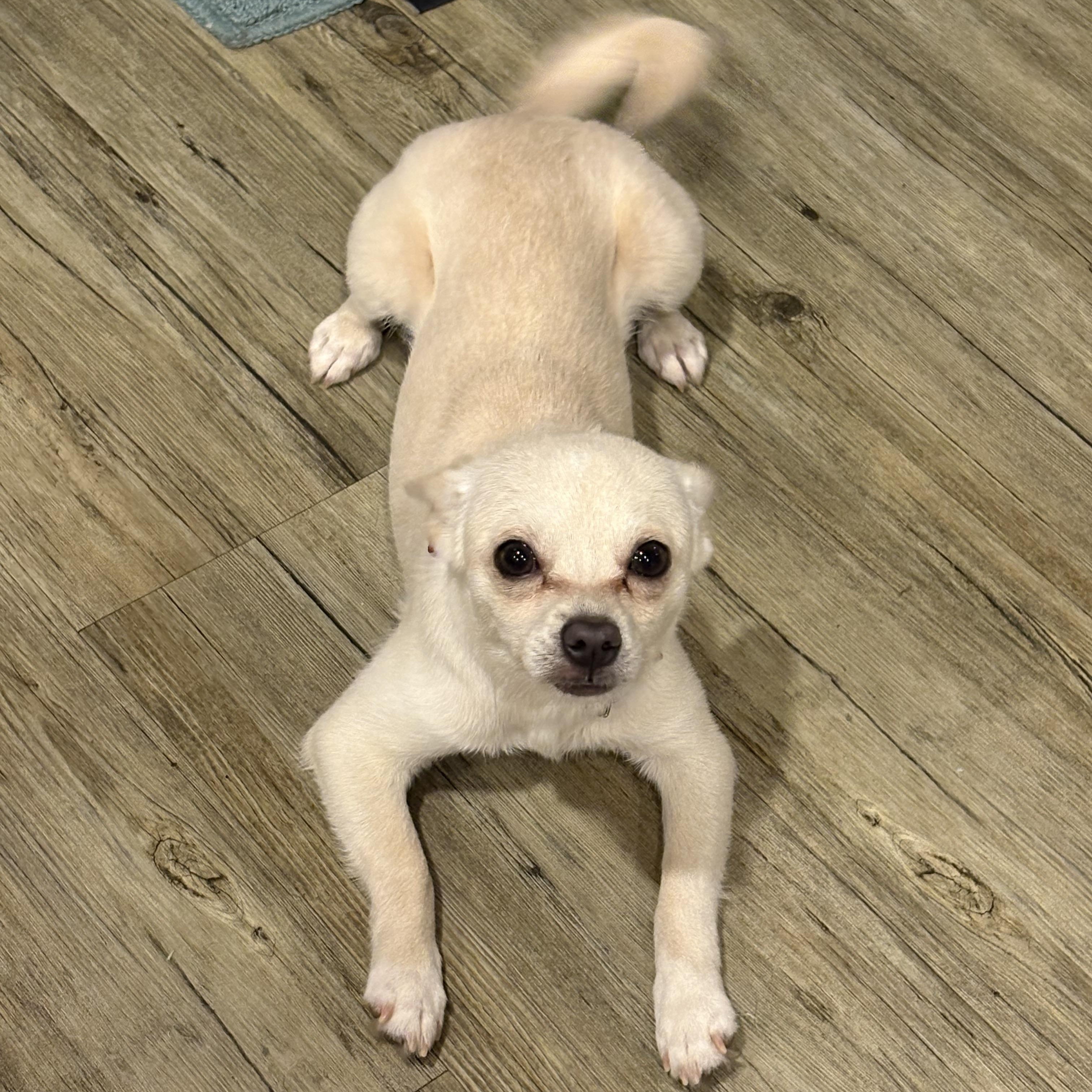 Queso, a Adopted mixed breed in Oakley, CA image 5/6