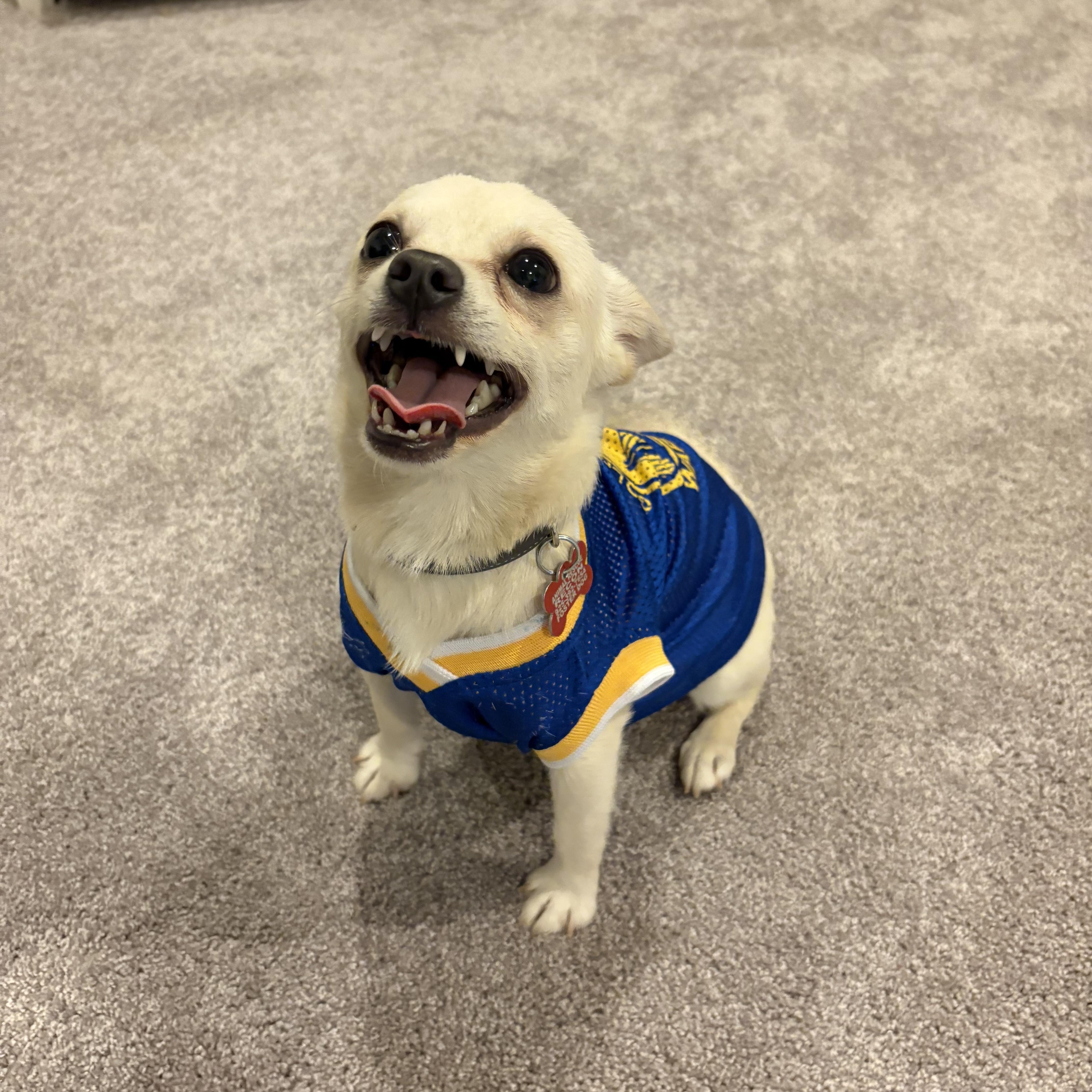 Queso, a Adopted mixed breed in Oakley, CA image 2/6