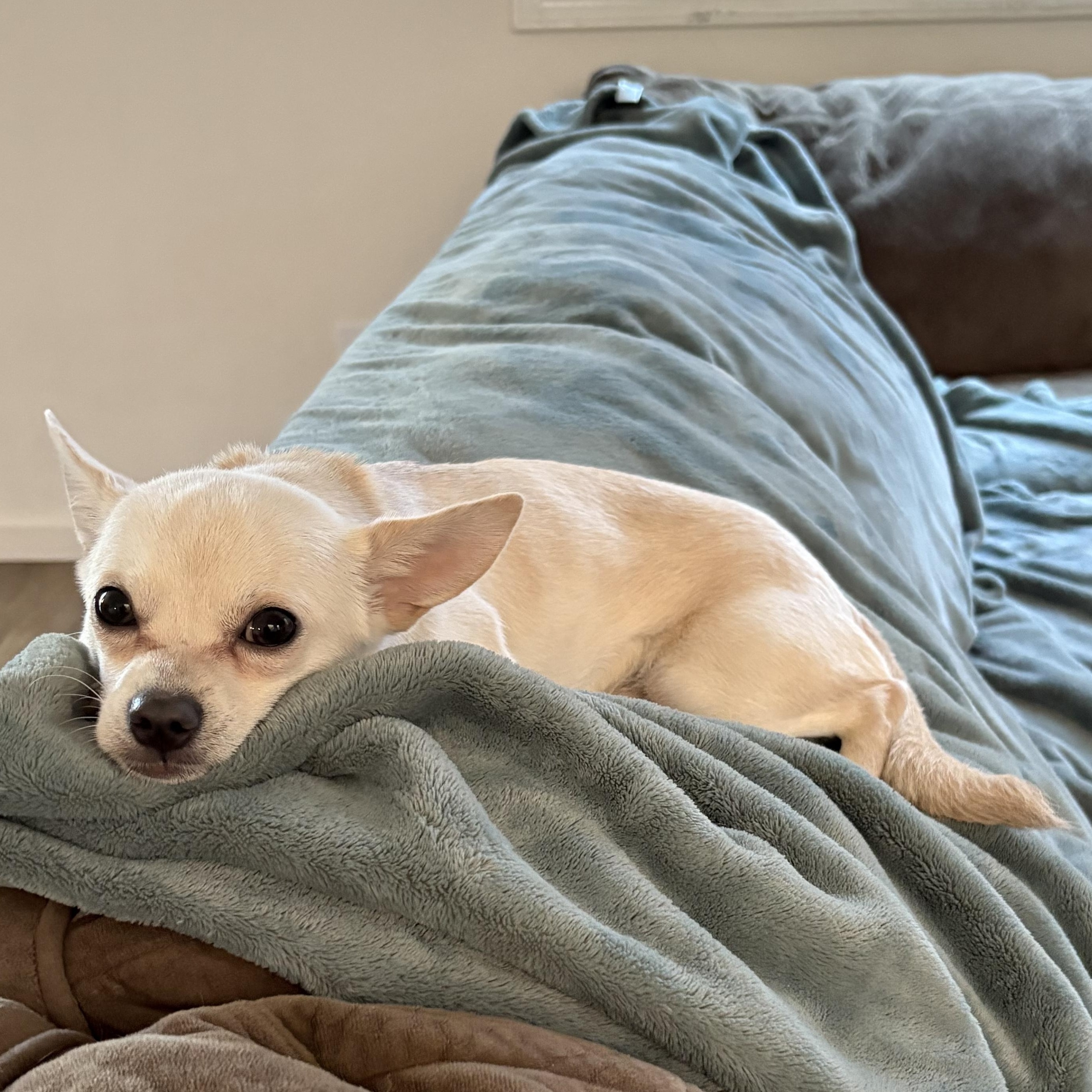 Queso, a Adopted mixed breed in Oakley, CA image 1/6