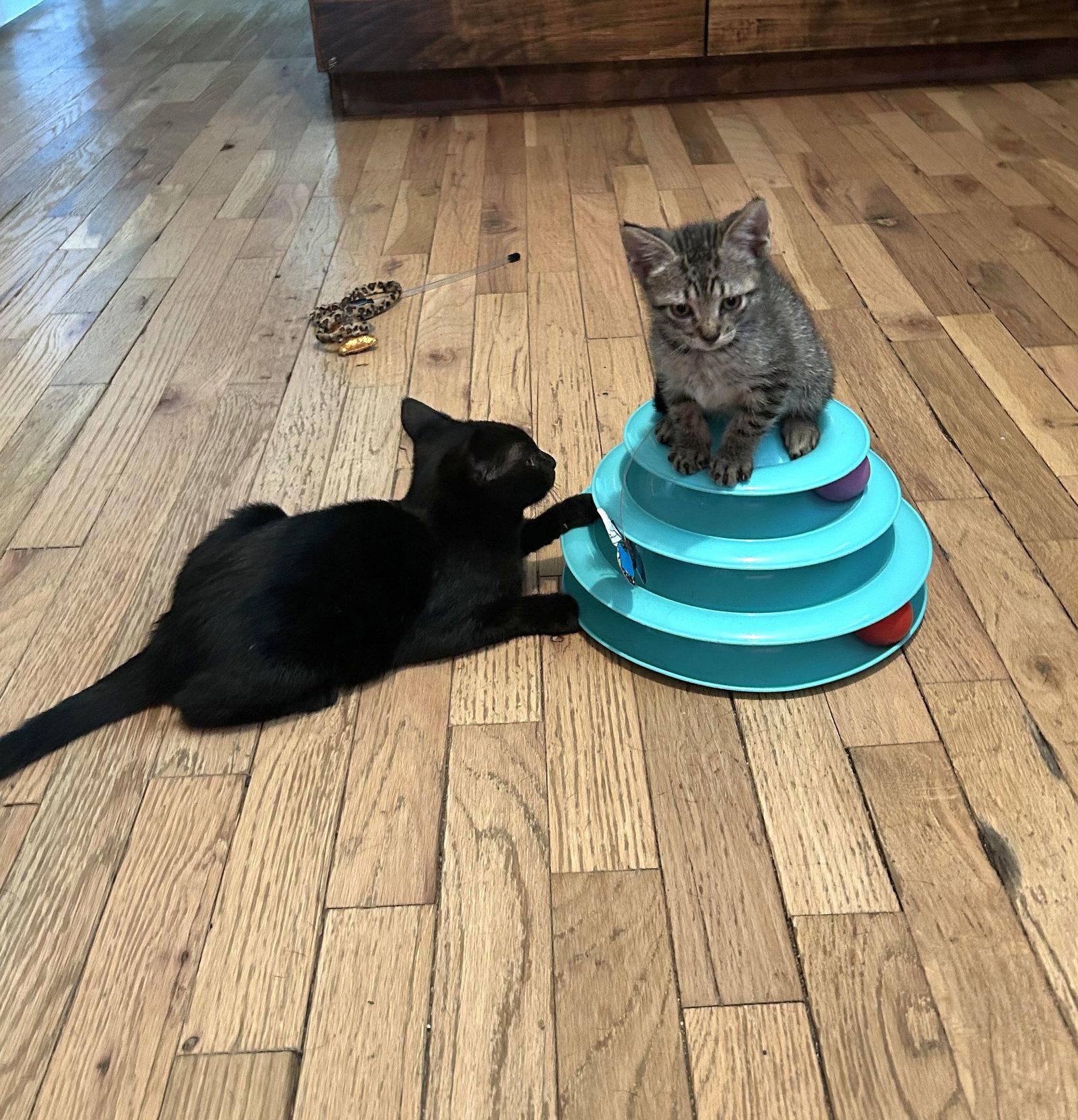 Skeeter, Adoptable, Kitten Male American Shorthair.