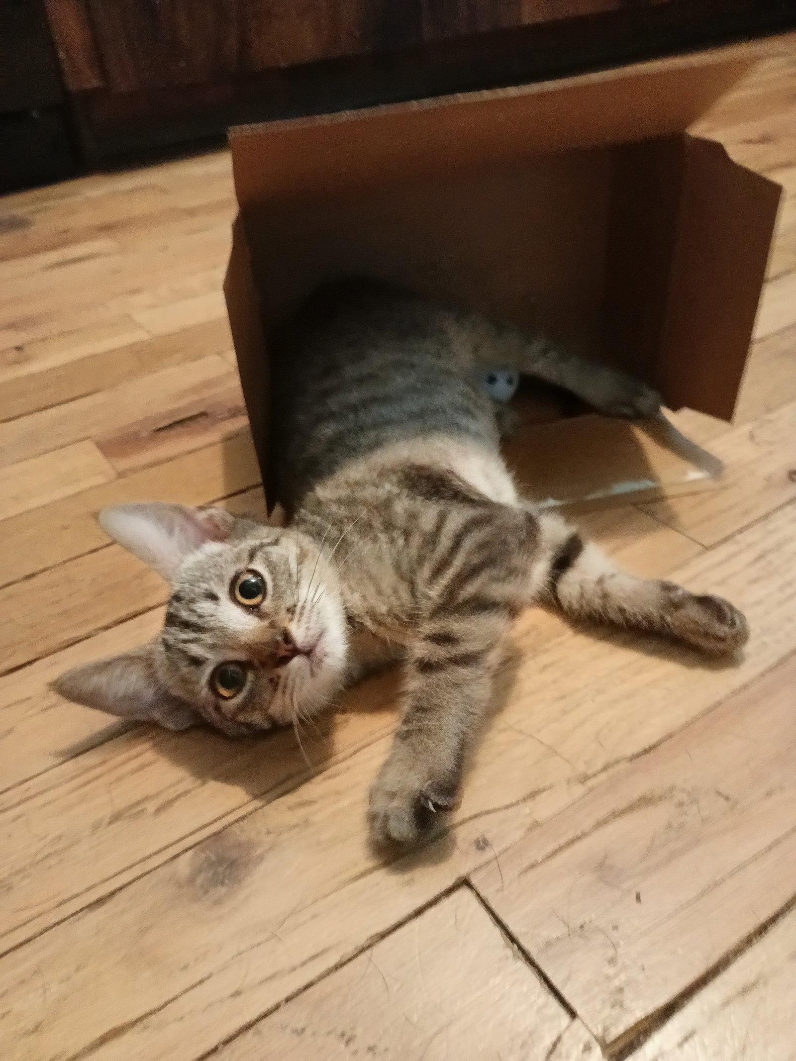 Skeeter, Adoptable, Kitten Male American Shorthair.