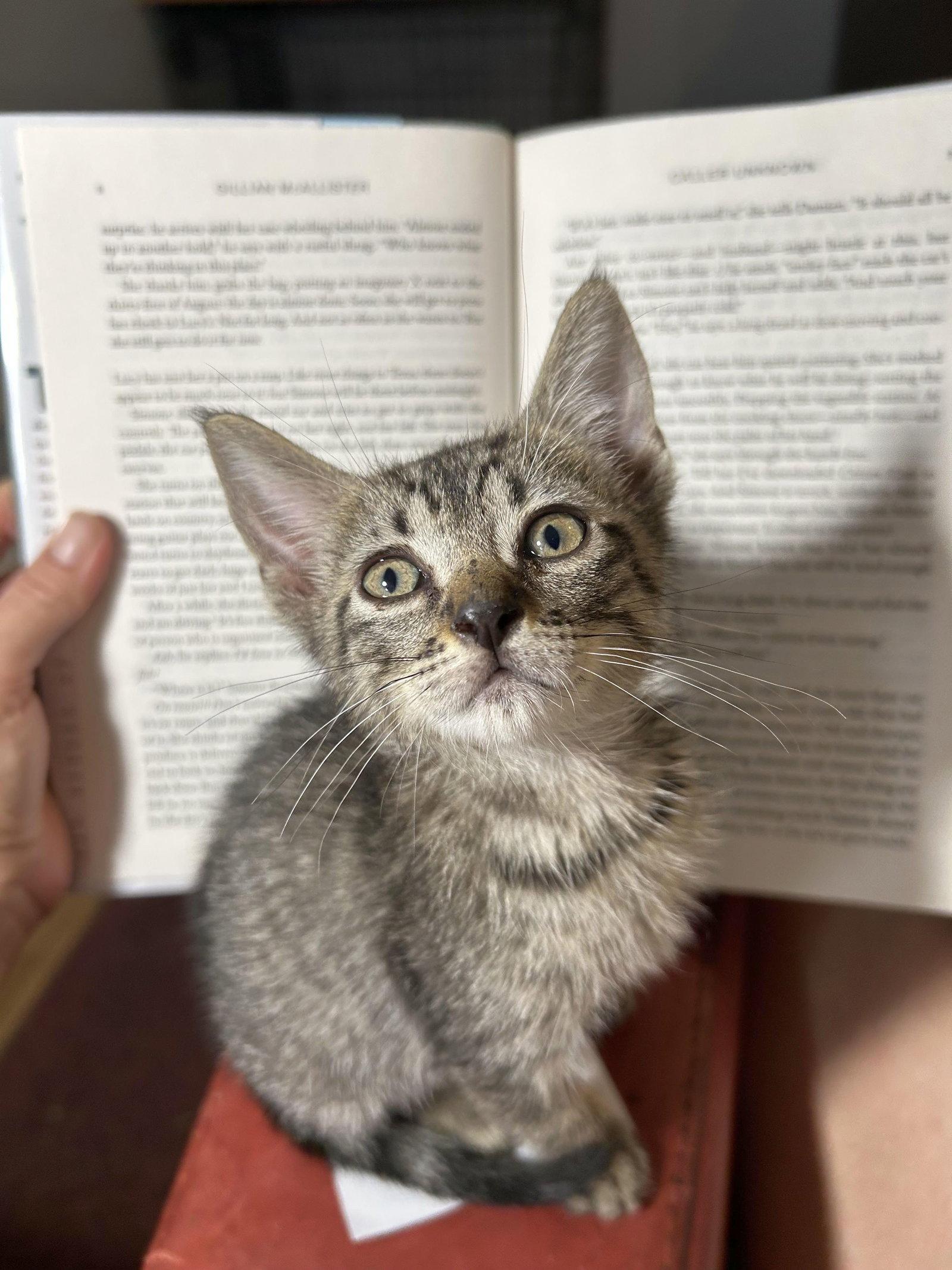 Enlarge Skeeter, a Adoptable American Shorthair in Monticello, MS image 2/2