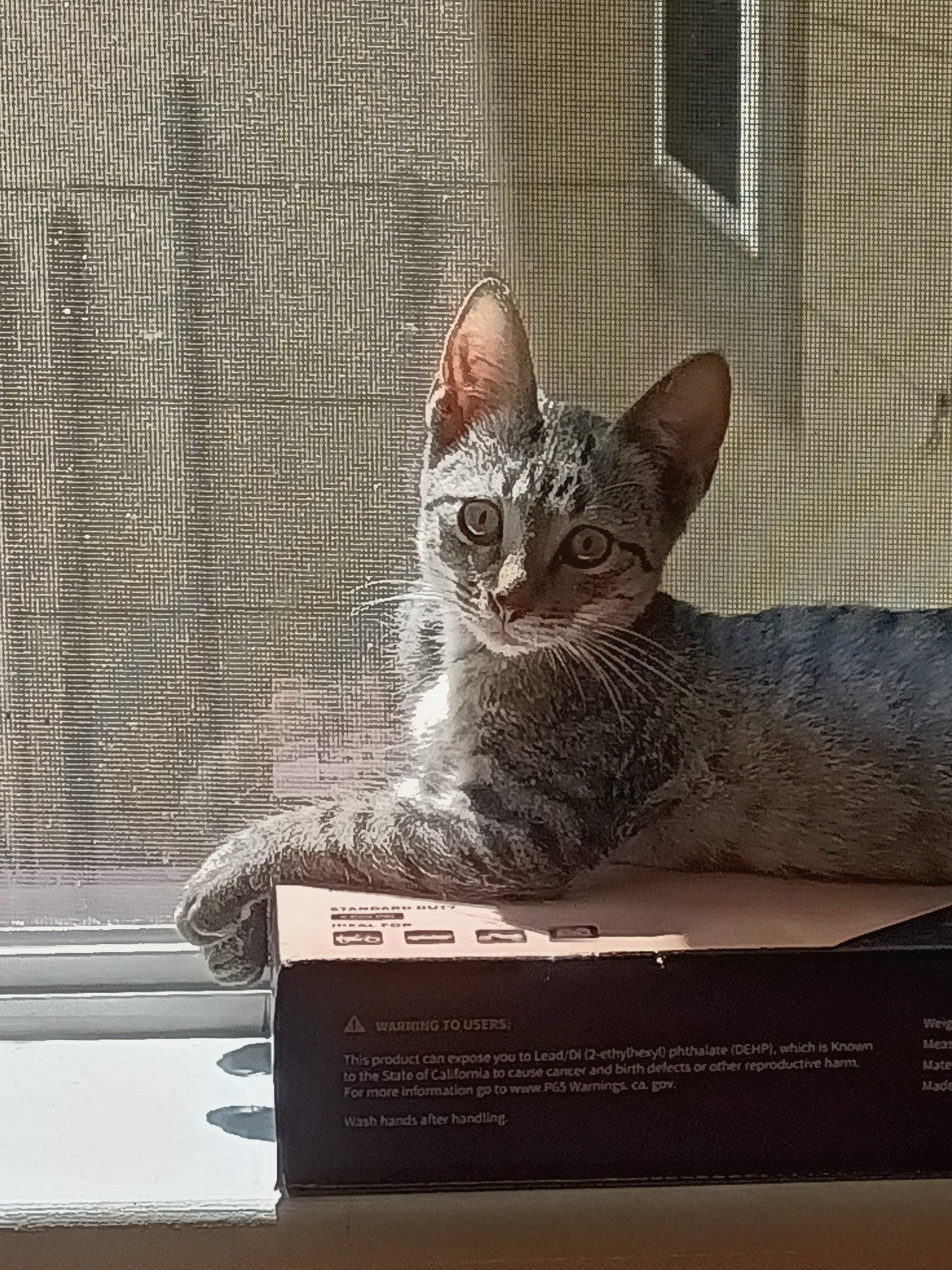 Enlarge Skeeter, a Adoptable American Shorthair in Monticello, MS image 3/3