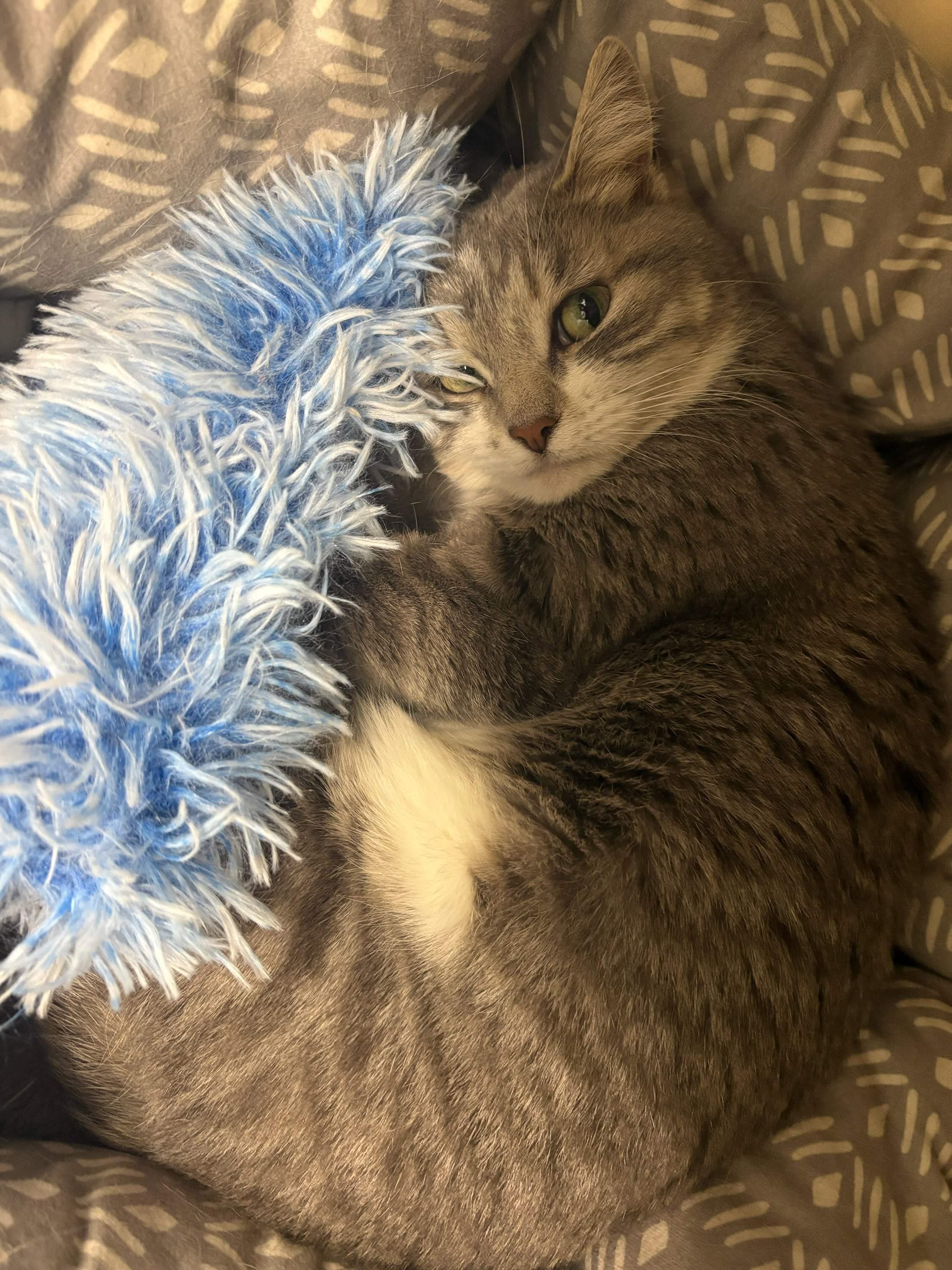 Enlarge Rhea, a ADOPTABLE Tabby in Craig, CO image 1/1