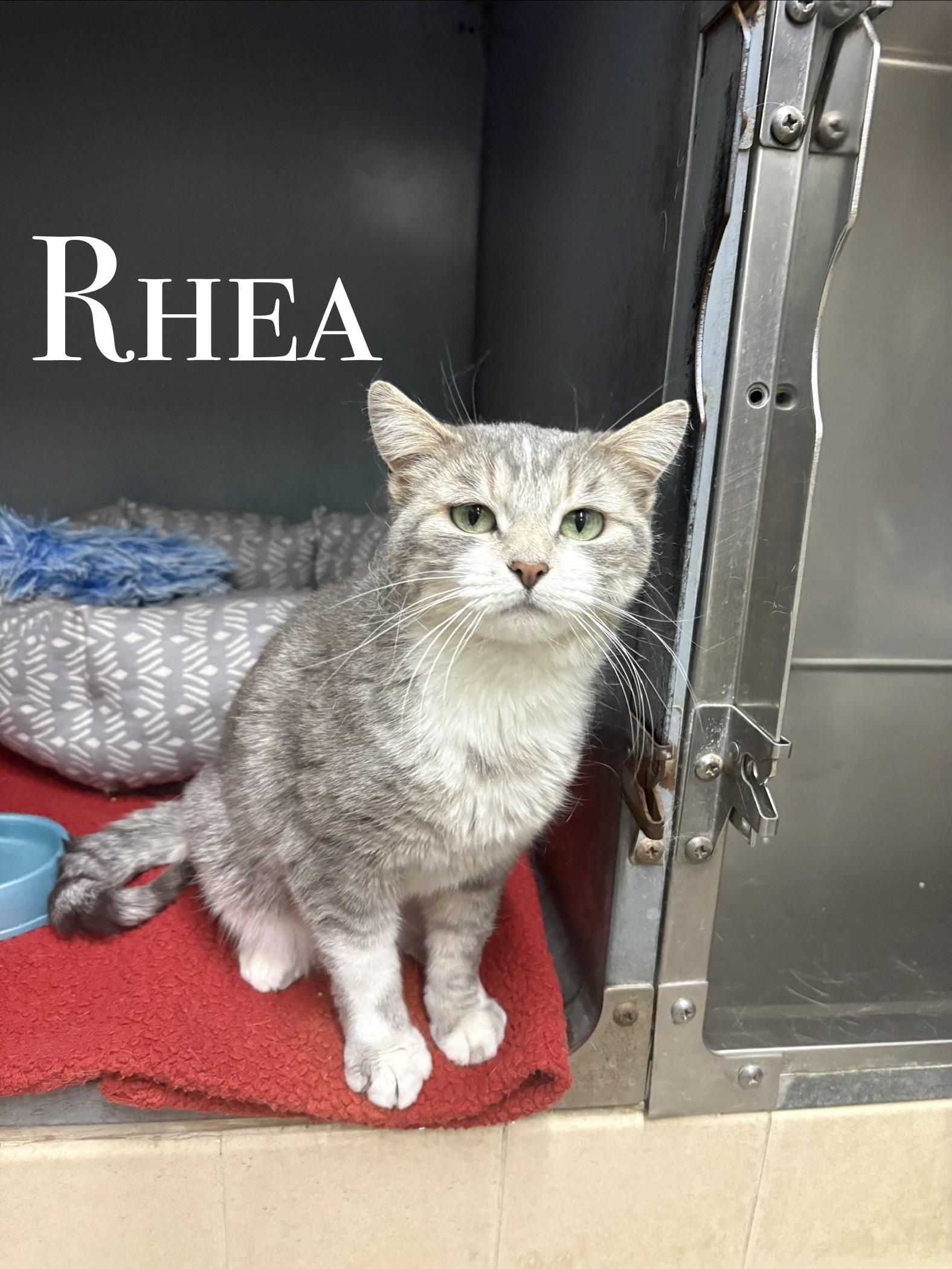 Rhea, ADOPTABLE, Adult Female Tabby.