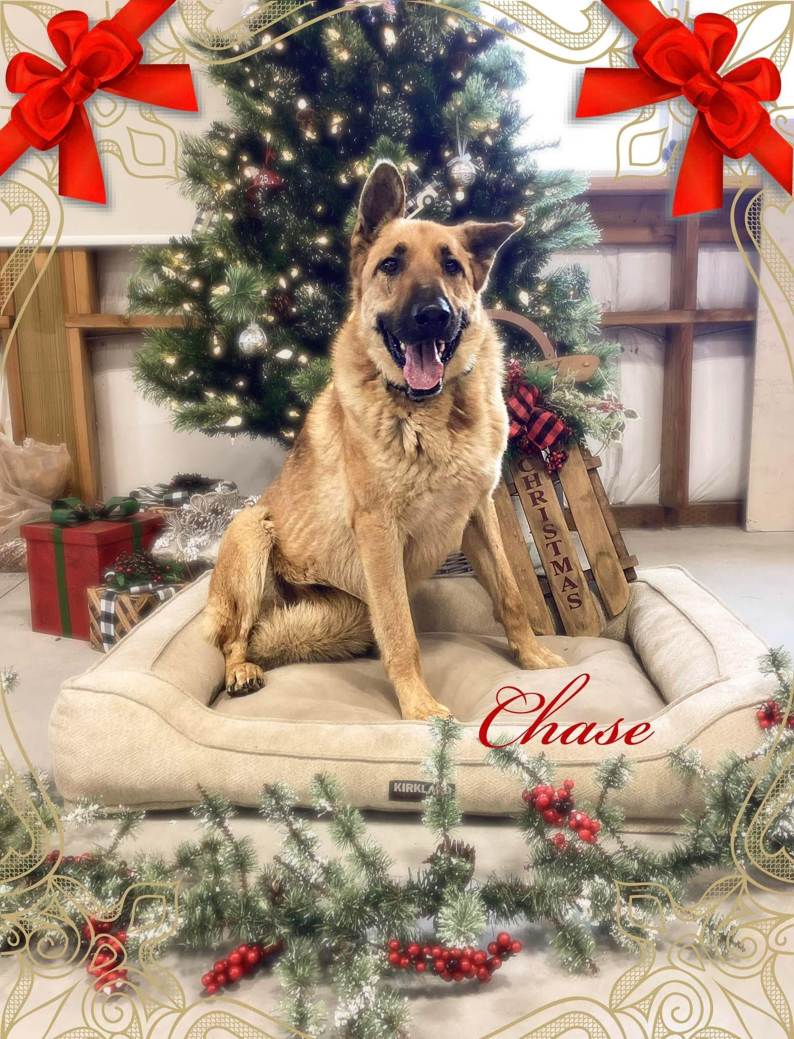 Enlarge Chase, a Adoptable German Shepherd Dog in West Richland, WA image 1/6