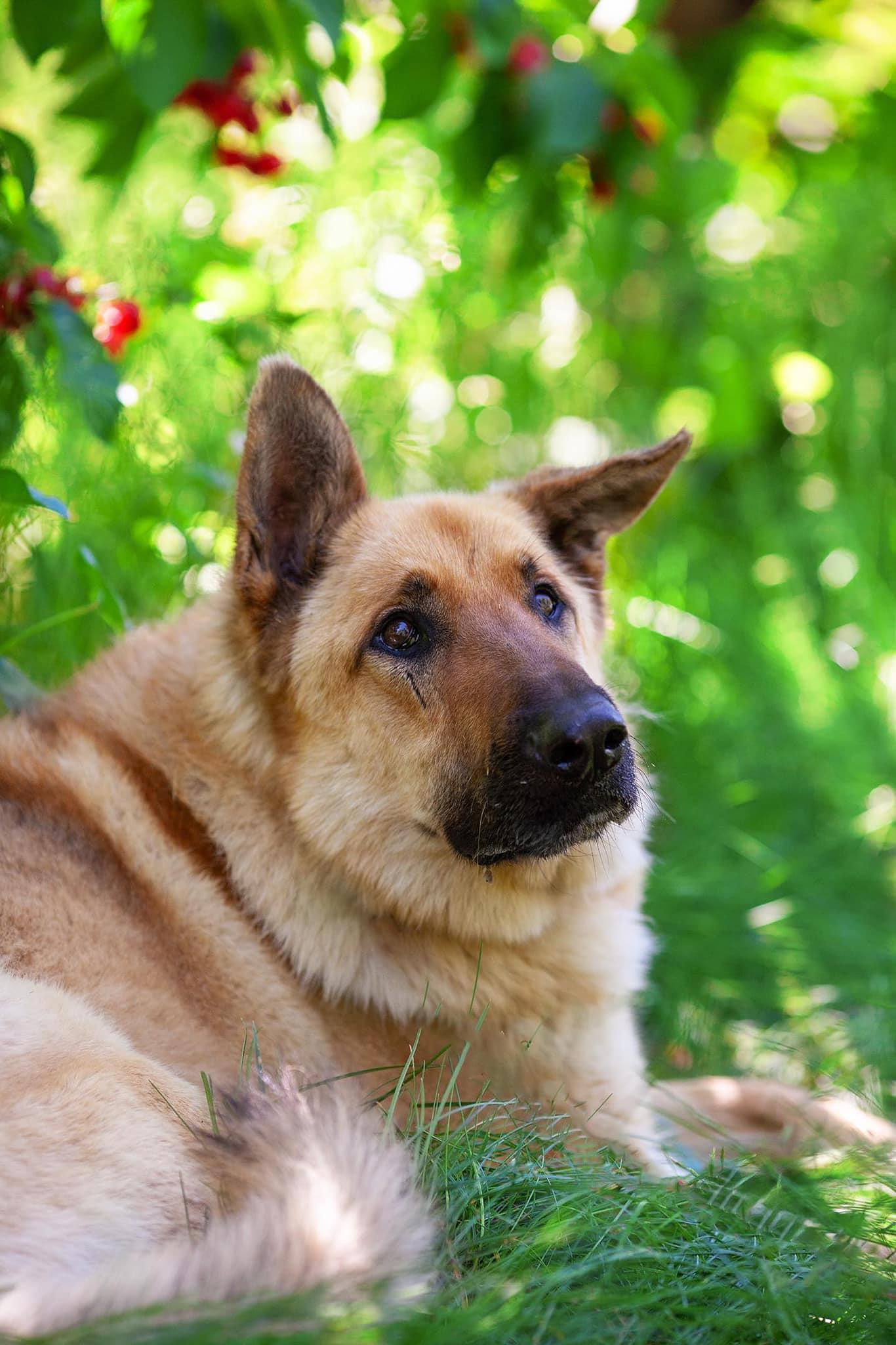 Enlarge Chase, a Adoptable German Shepherd Dog in West Richland, WA image 2/6