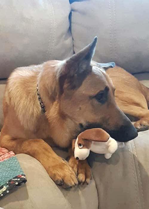 Enlarge Chase, a Adoptable German Shepherd Dog in West Richland, WA image 3/6
