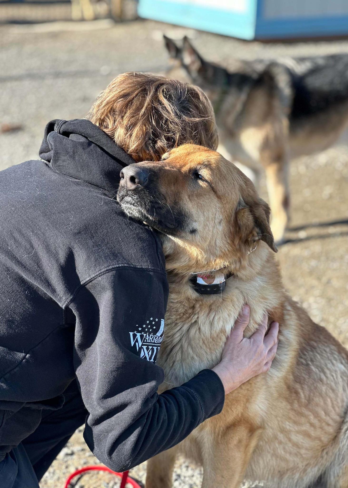 Enlarge Chase, a Adoptable German Shepherd Dog in West Richland, WA image 4/6