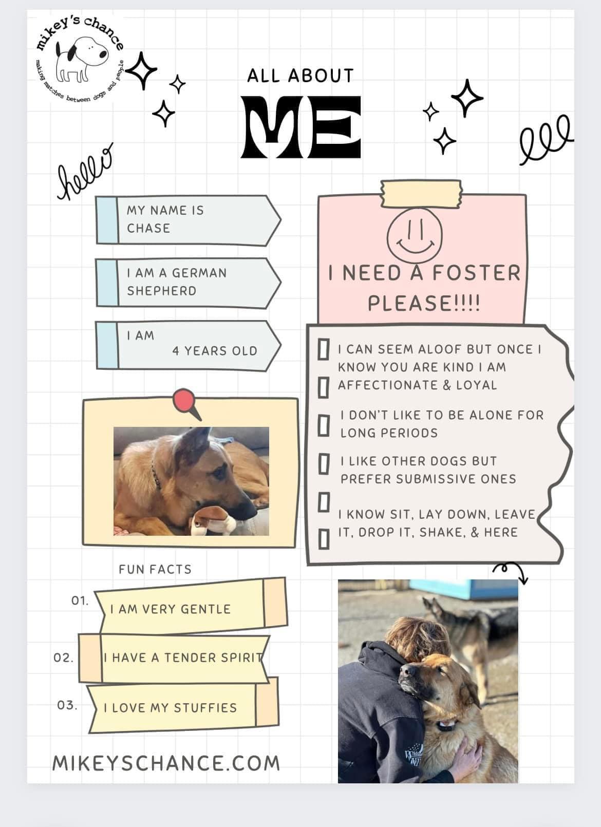 Enlarge Chase, a Adoptable German Shepherd Dog in West Richland, WA image 5/6