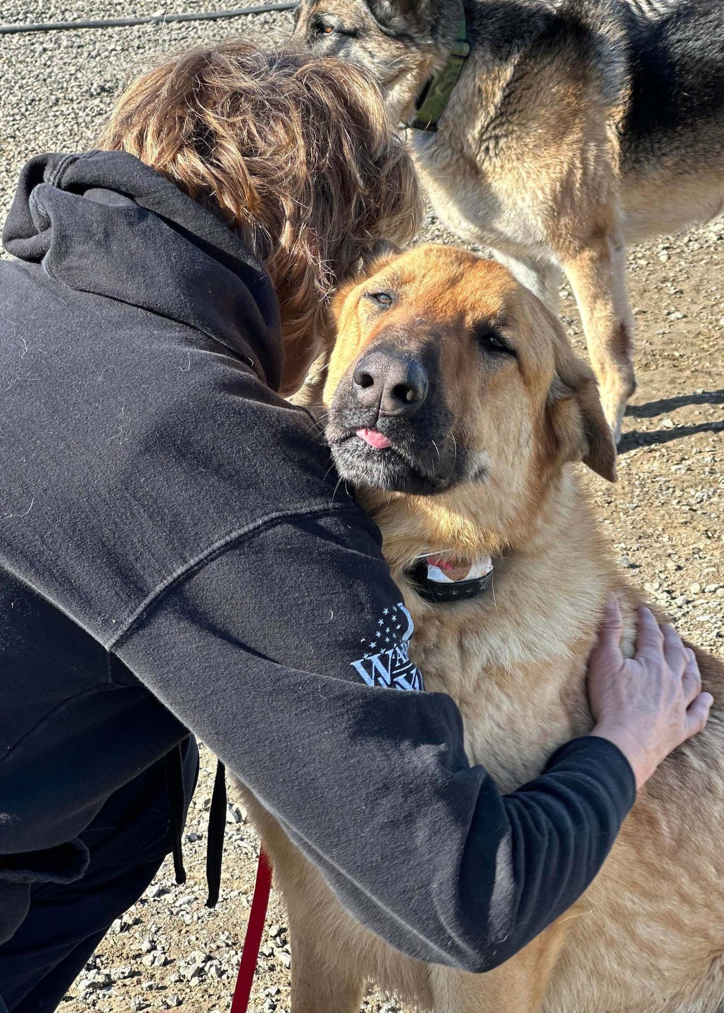 Enlarge Chase, a Adoptable German Shepherd Dog in West Richland, WA image 6/6
