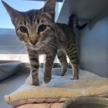 Comet, an adopted Domestic Short Hair in Edgewood, NM image 2/2