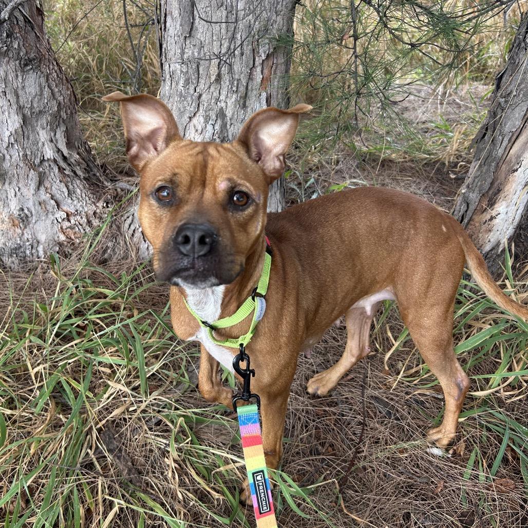 Michelle, a Adoptable Mixed Breed in Jupiter, FL image 1/6