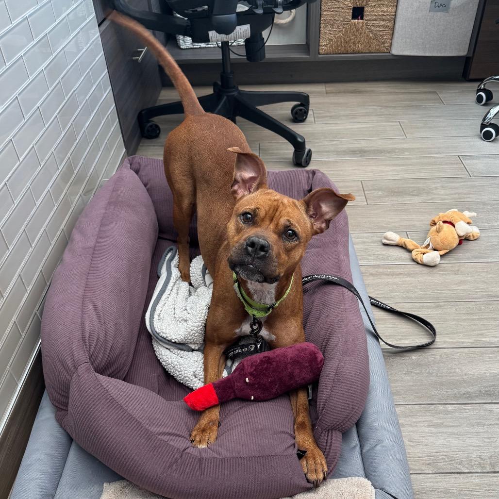 Michelle, a Adoptable Mixed Breed in Jupiter, FL image 2/6
