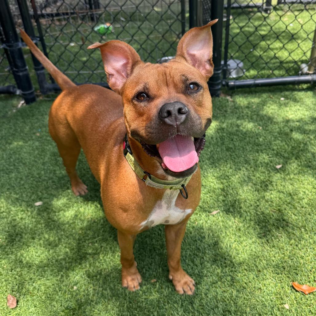 Michelle, a Adoptable Mixed Breed in Jupiter, FL image 3/6