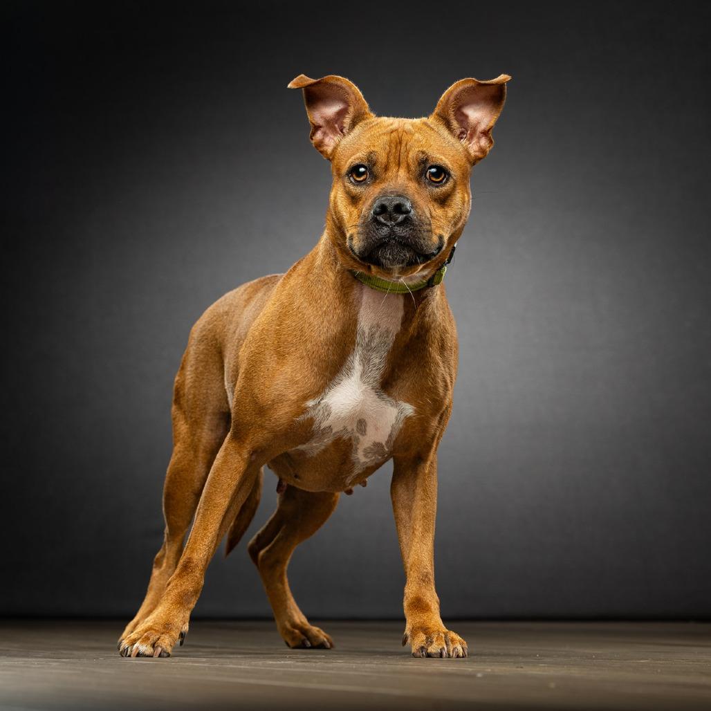 Michelle, a Adoptable Mixed Breed in Jupiter, FL image 4/6