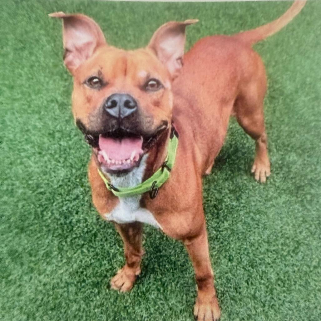 Michelle, a Adoptable Mixed Breed in Jupiter, FL image 5/6