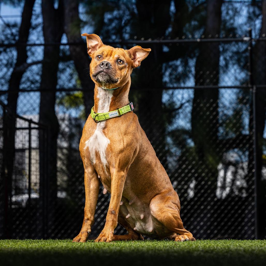 Michelle, a Adoptable Mixed Breed in Jupiter, FL image 6/6
