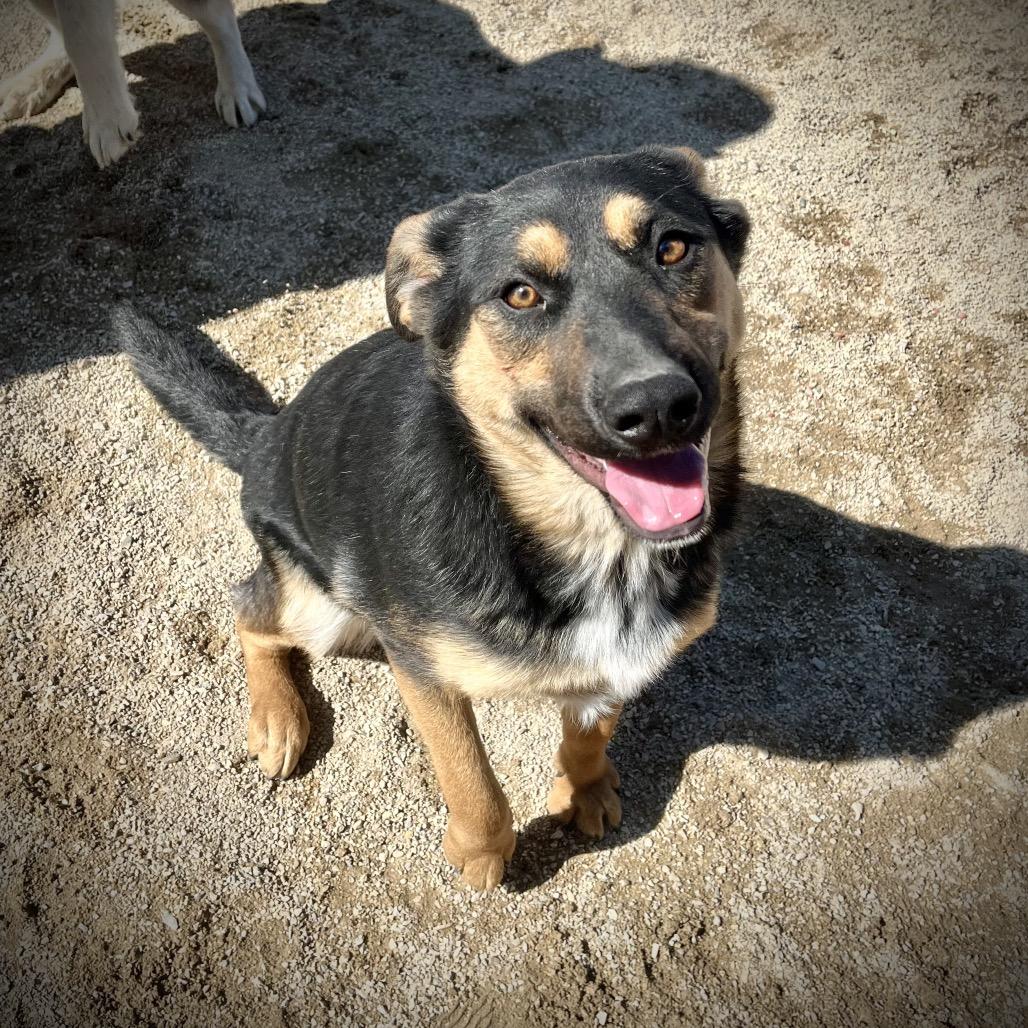 Enlarge Rosie aka Ethel, a Adoptable Mixed Breed in Philadelphia, PA image 1/6