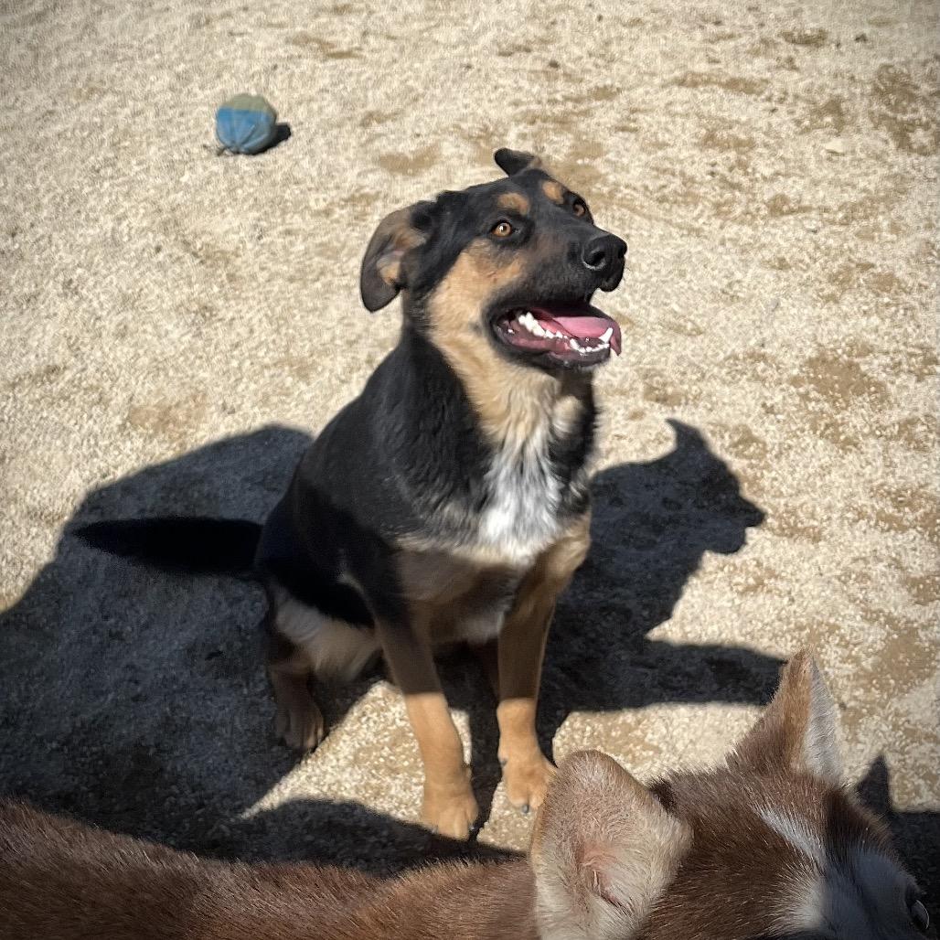 Enlarge Rosie aka Ethel, a Adoptable Mixed Breed in Philadelphia, PA image 4/6