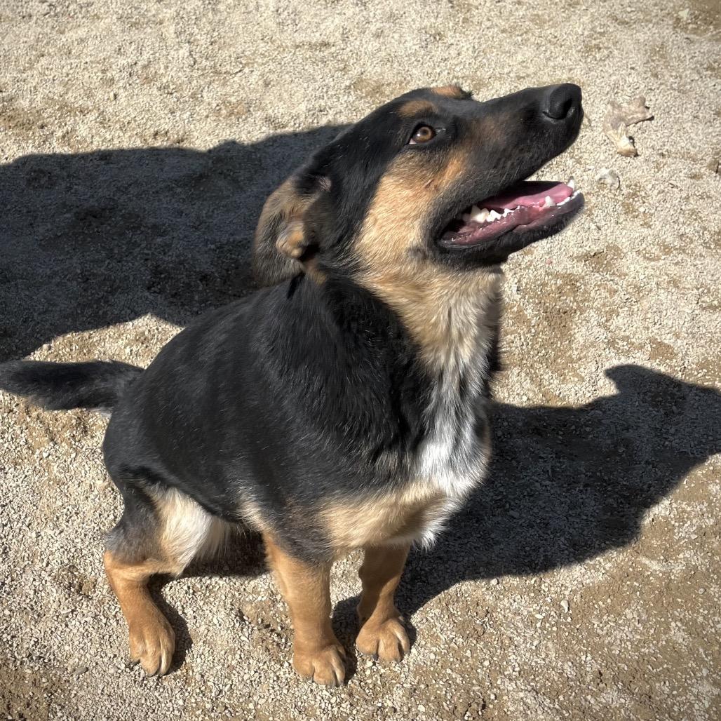 Enlarge Rosie aka Ethel, a Adoptable Mixed Breed in Philadelphia, PA image 6/6