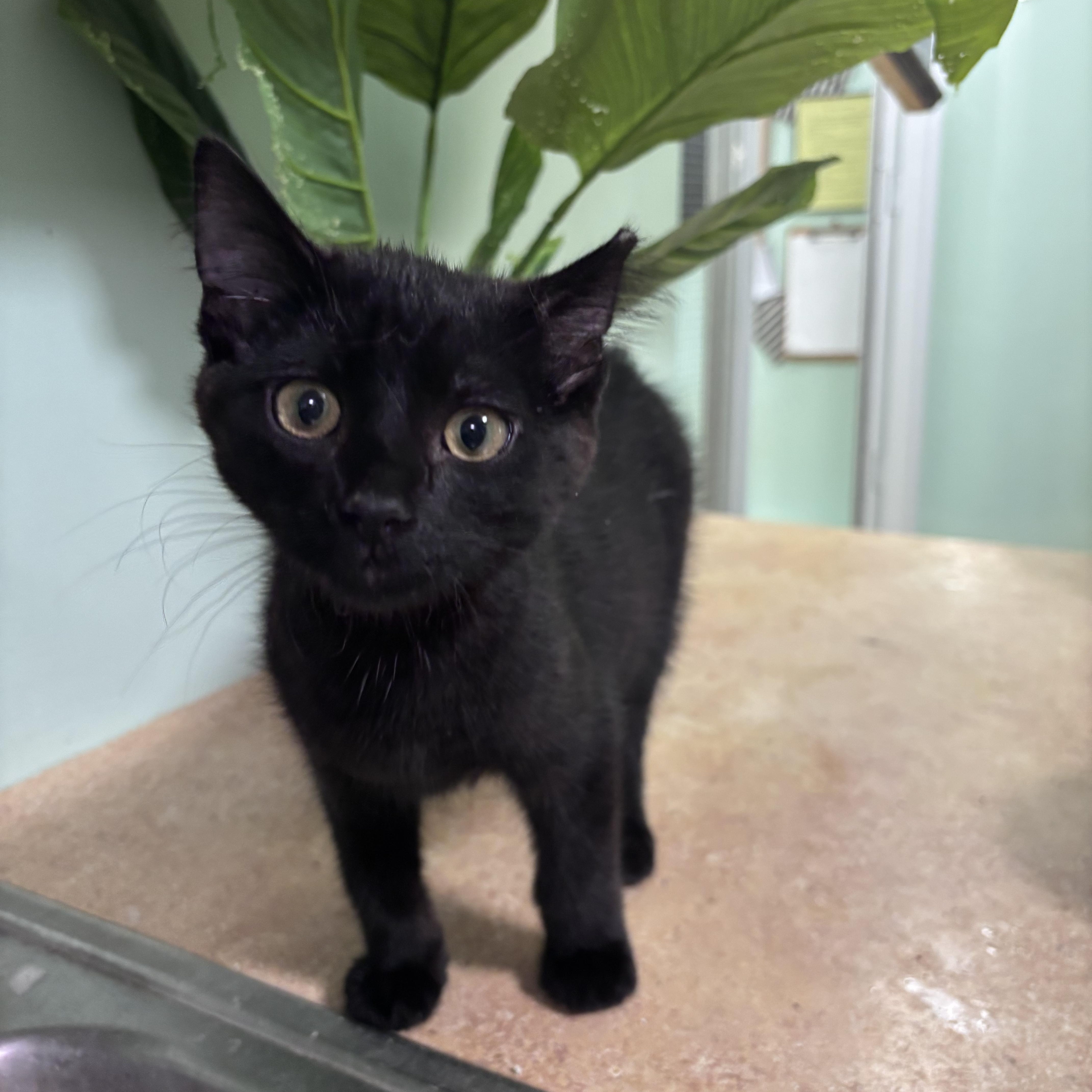 Ryder, ADOPTABLE, Kitten Male Domestic Short Hair.