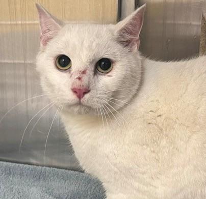 Enlarge POWDER, a Adoptable mixed breed in Anchorage, AK image 1/1
