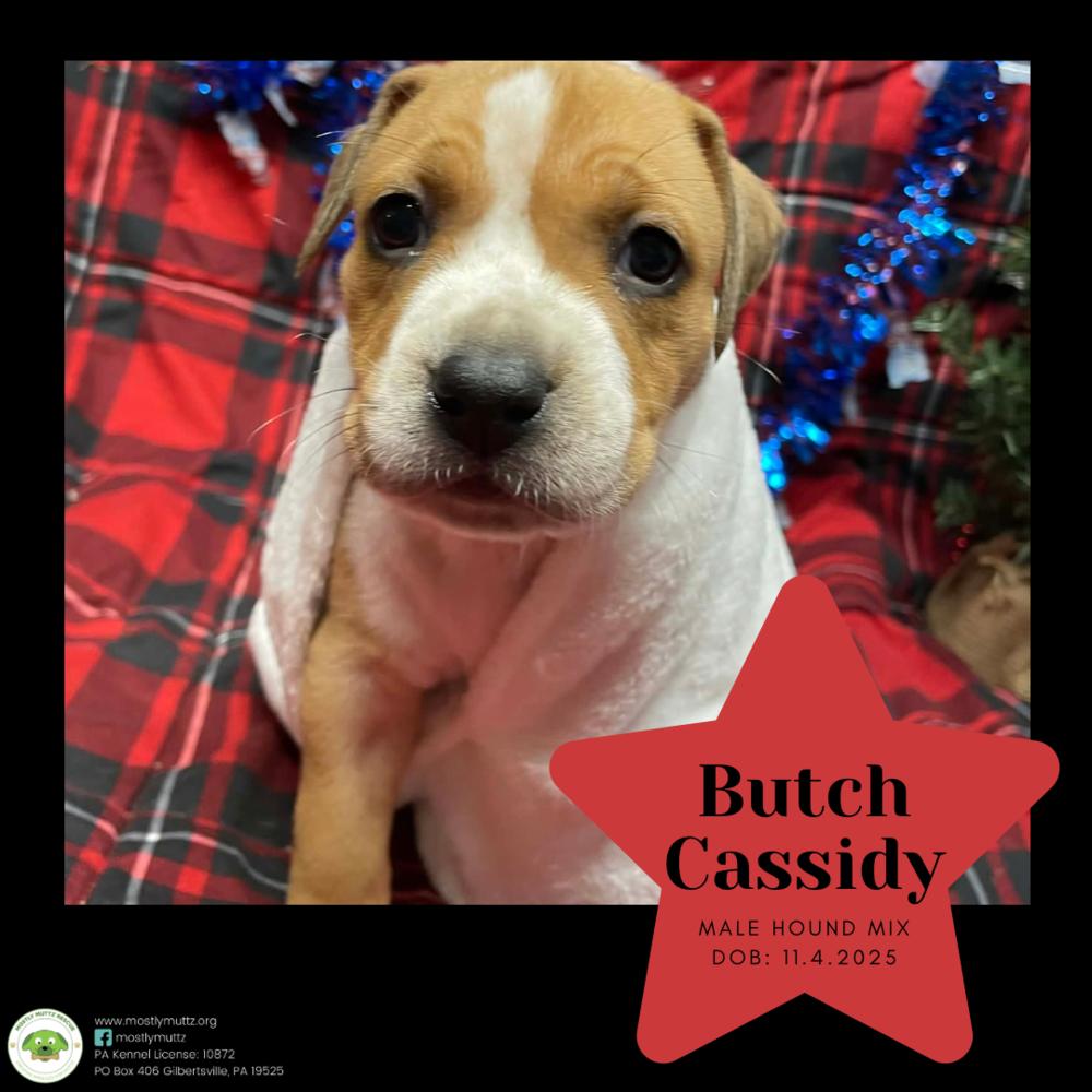 Butch Cassidy thumbnail 3