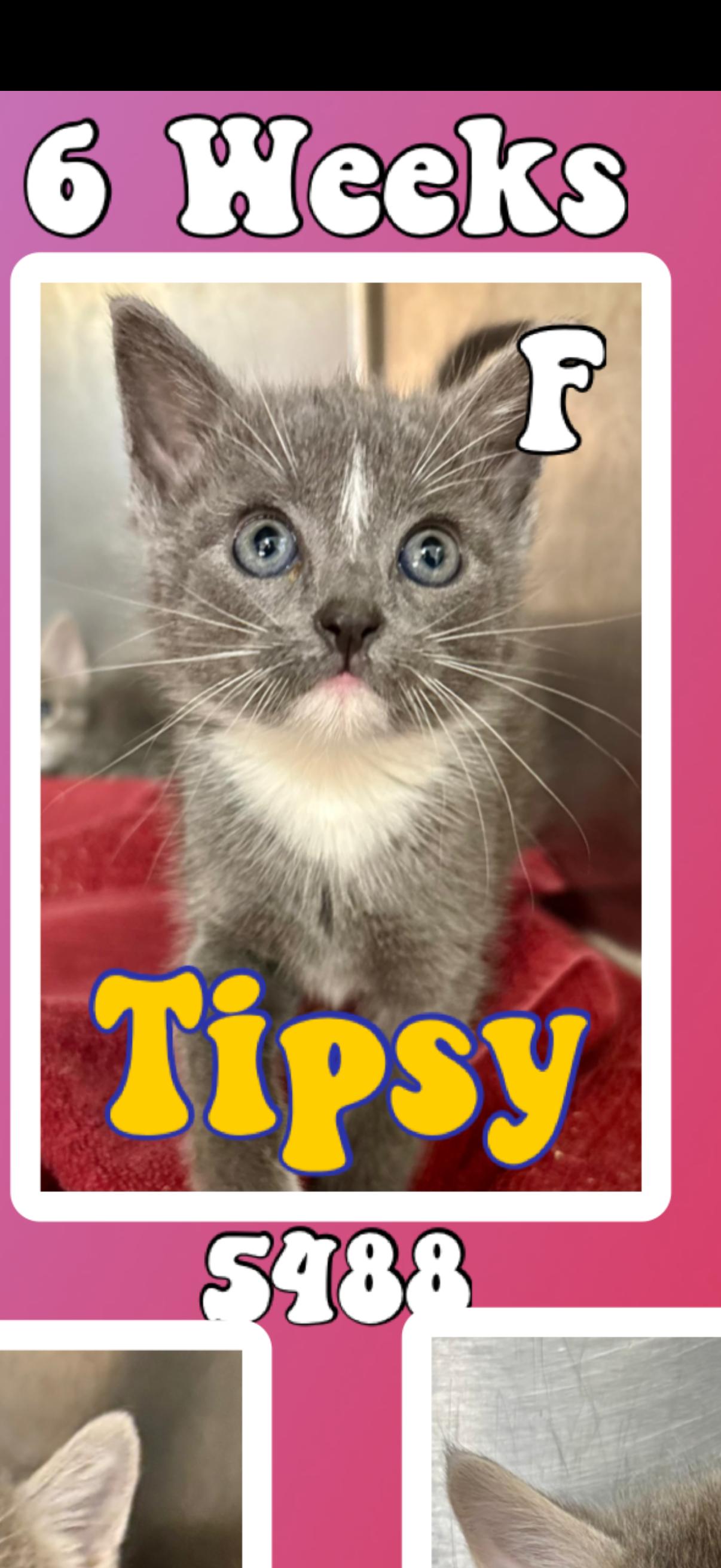 Tipsy, ADOPTABLE, Kitten Female American Shorthair.
