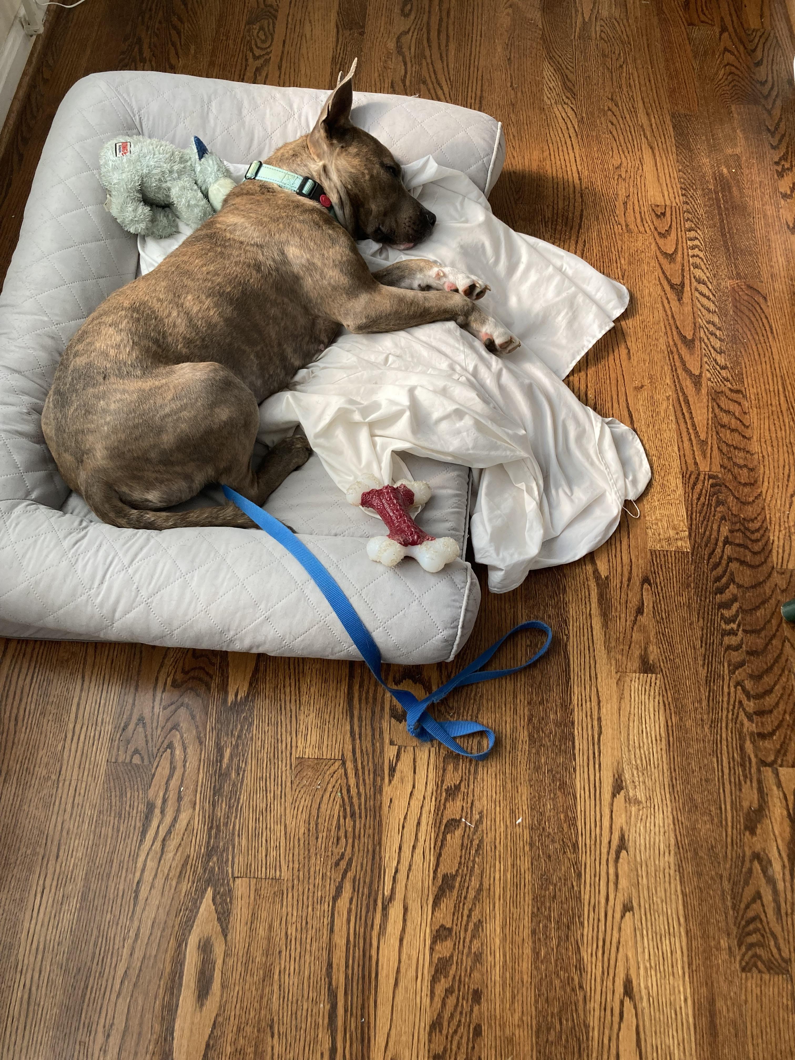 Enlarge Spice, a Adoptable mixed breed in Westminster, MD image 2/5