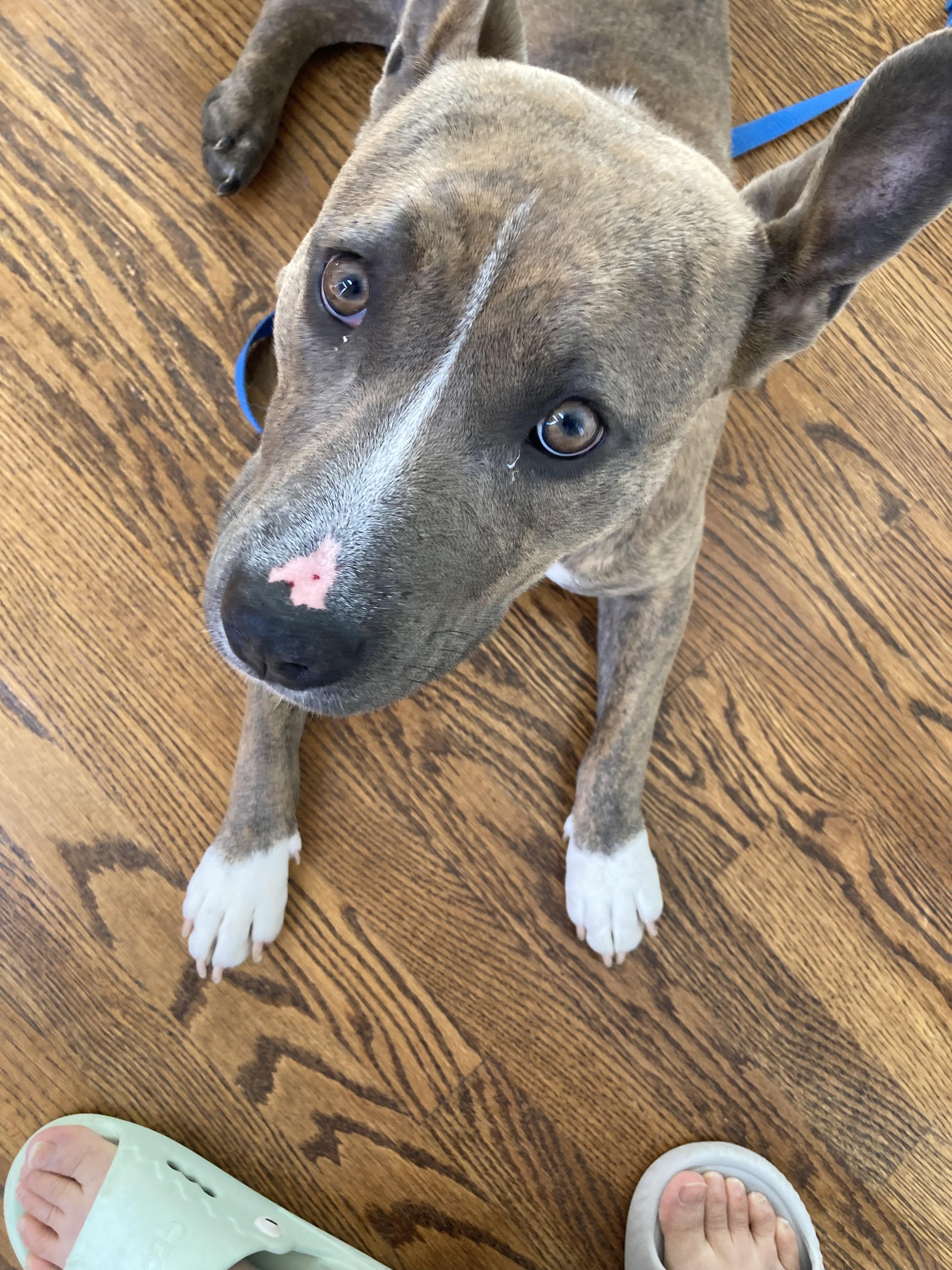 Spice, Adoptable, Young Female Pit Bull Terrier.