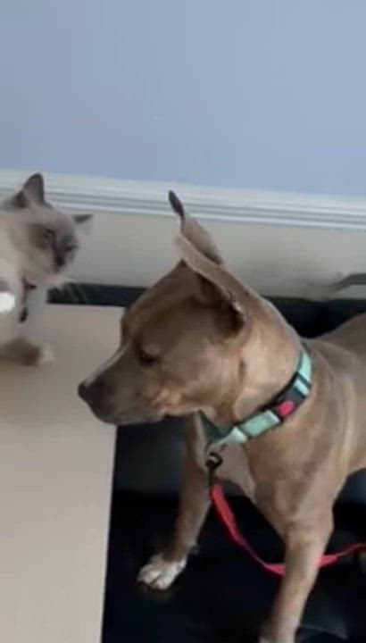 Enlarge Spice, a Adoptable mixed breed in Westminster, MD video 4/5