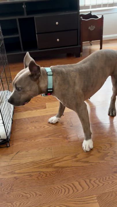 Enlarge Spice, a Adoptable mixed breed in Westminster, MD video 3/5