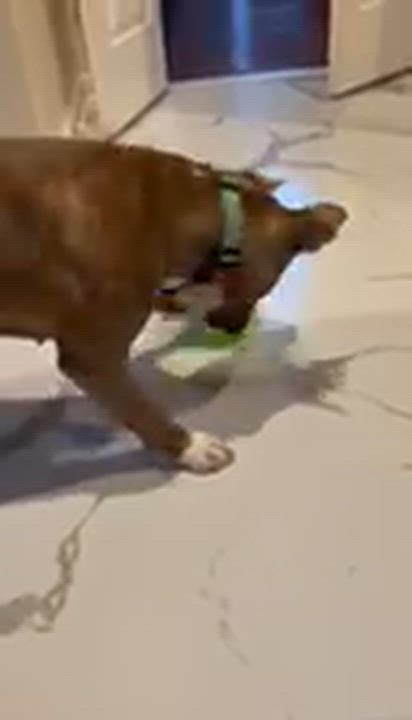 Enlarge Spice, a Adoptable mixed breed in Westminster, MD video 5/5
