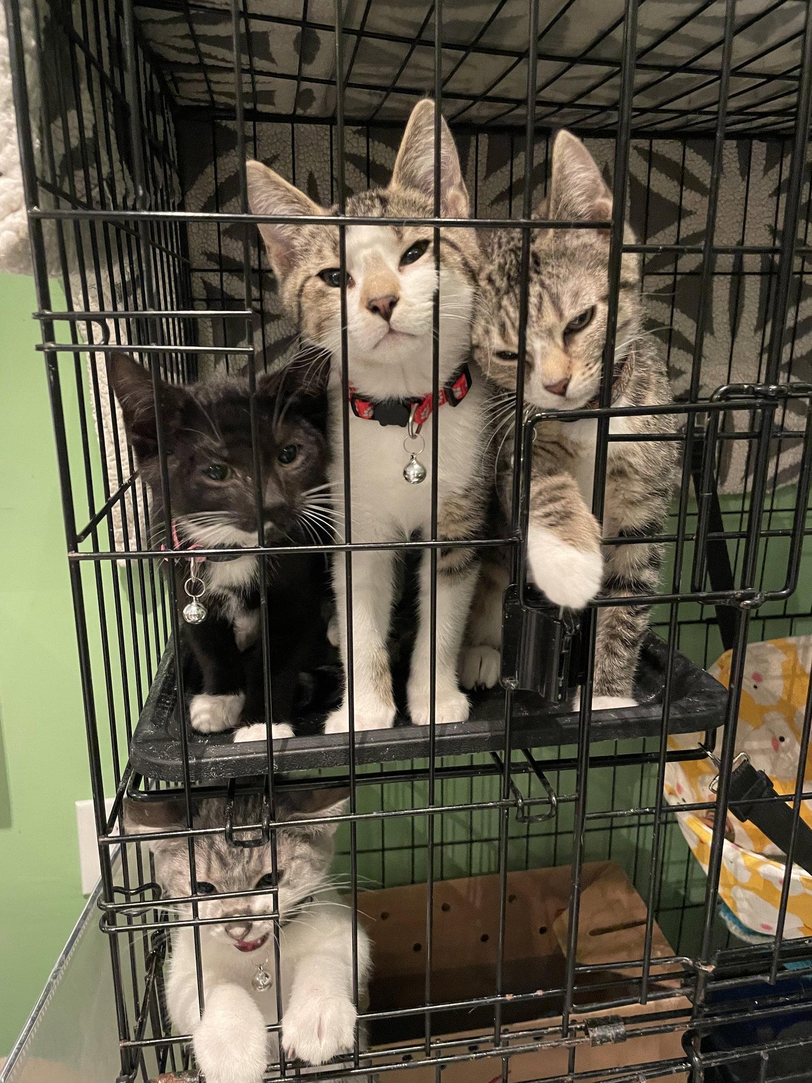 Dior, Adoptable, Kitten Male Tabby.