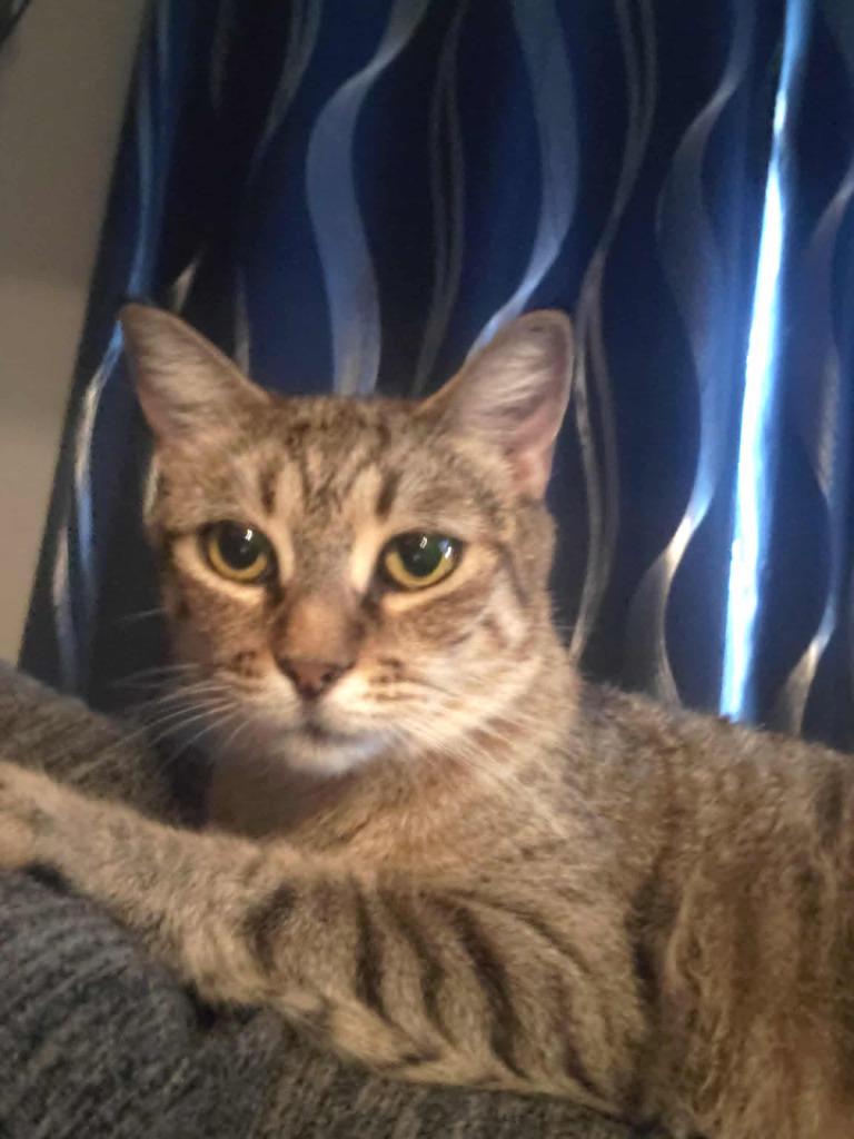 Freckles Penobscot, a Adoptable Domestic Short Hair in Gorham, ME image 1/2