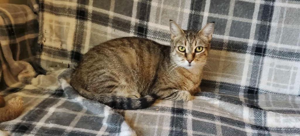 Freckles Penobscot, a Adoptable Domestic Short Hair in Gorham, ME image 2/2