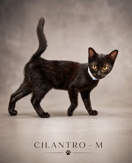 Cilantro, Adoptable, Kitten Male Domestic Short Hair & Domestic Short Hair.