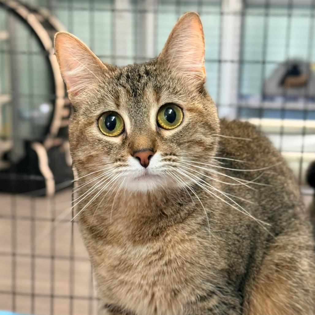 Earthwind, Adoptable, Adult Female Domestic Short Hair.