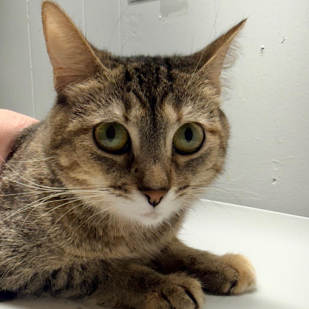 Earthwind, Adoptable, Adult Female Domestic Short Hair.