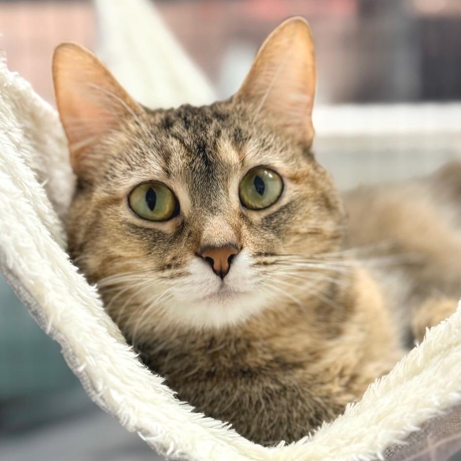 Enlarge Earthwind, a Adoptable Domestic Short Hair in Redwood Valley, CA image 2/6