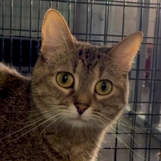 Enlarge Earthwind, a Adoptable Domestic Short Hair in Redwood Valley, CA image 2/6