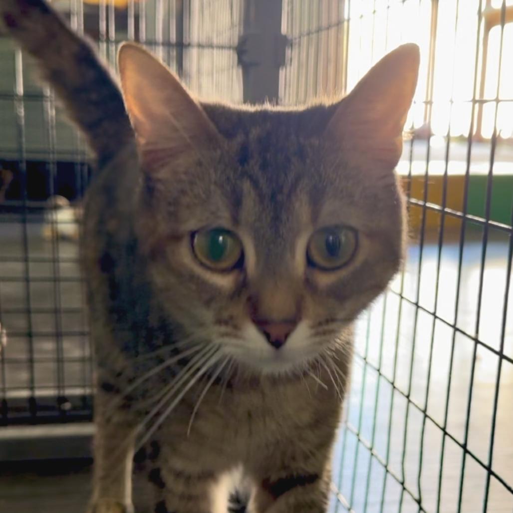 Enlarge Earthwind, a Adoptable Domestic Short Hair in Redwood Valley, CA image 3/6