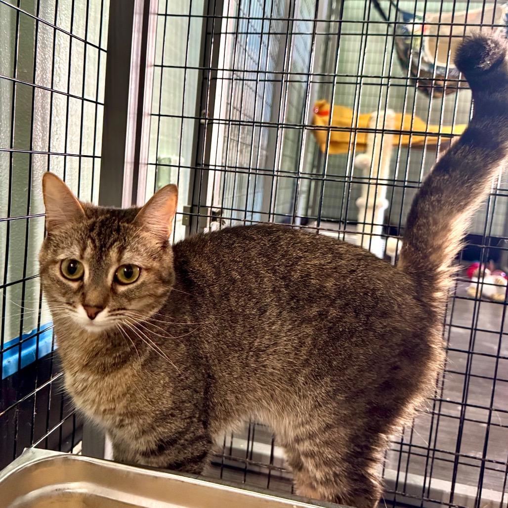 Enlarge Earthwind, a Adoptable Domestic Short Hair in Redwood Valley, CA image 4/6