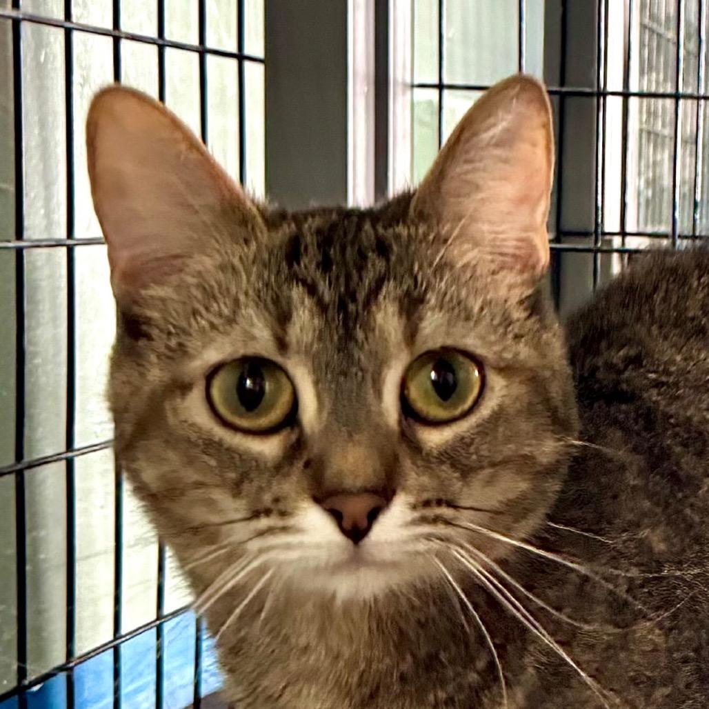 Enlarge Earthwind, a Adoptable Domestic Short Hair in Redwood Valley, CA image 5/6