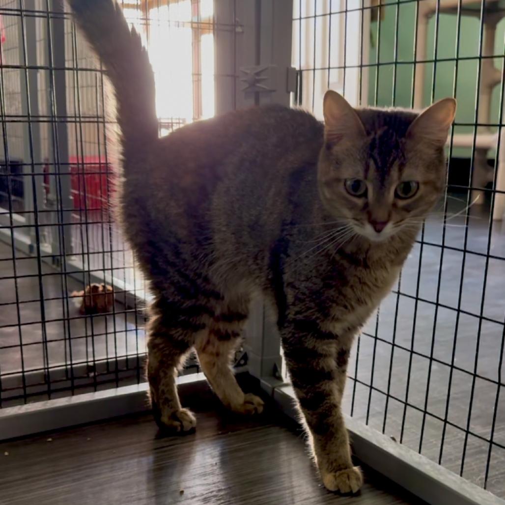 Enlarge Earthwind, a Adoptable Domestic Short Hair in Redwood Valley, CA image 6/6