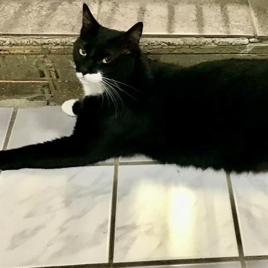 Enlarge Max, a ADOPTABLE Tuxedo in Crestwood, MO image 4/6